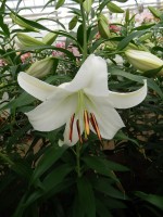 [4236 Casa Blanca VOF TYS No02.JPG]